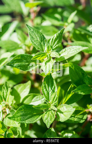 Pellitory-de-le-mur (orties officinalis), cette plante est utilisée pour ses propriétés diurétiques et anti-inflammatoires et en phytothérapie est prescrit Banque D'Images