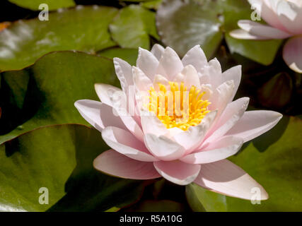 Fleurs de Lotus dans l'étang Banque D'Images