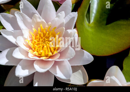 Fleurs de Lotus dans l'étang Banque D'Images