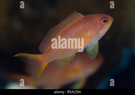 Femme Scalefin, Anthias Pseudanthias squamipinnis, avec fin étendu, Reta Wall dive site, off Reta Island, près de Alor, l'Indonésie, de l'Océan Indien Banque D'Images