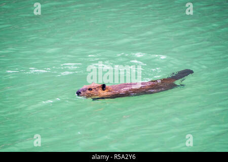 Un castor nageant dans le lac est haut dans le Parc National de Yellowstone Banque D'Images