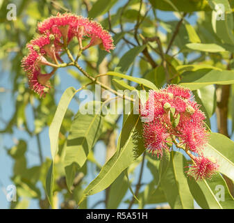 La lumière du soleil lumineuse rouge australien sur les fleurs d'eucalyptus Banque D'Images