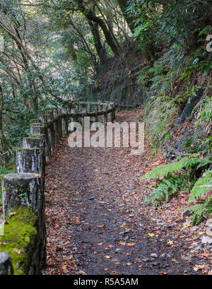 Sentier de randonnée au parc national de Minoh Minoo ou à l'automne, Osaka, Japon Banque D'Images