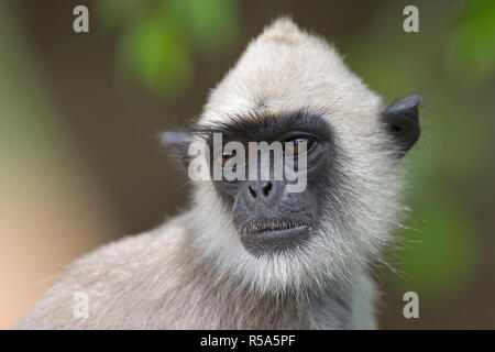 Entelle gris touffetée (Semnopithecus priam priam) Banque D'Images