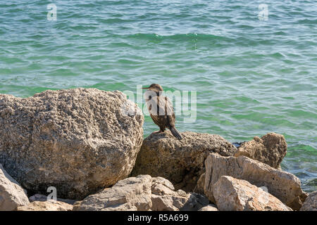 Seagull sur Mallorca Banque D'Images