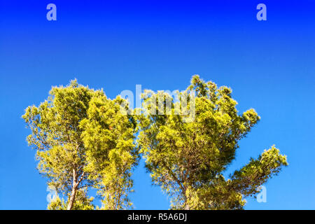 Forêt de pins en Espagne en face de ciel bleu. Banque D'Images