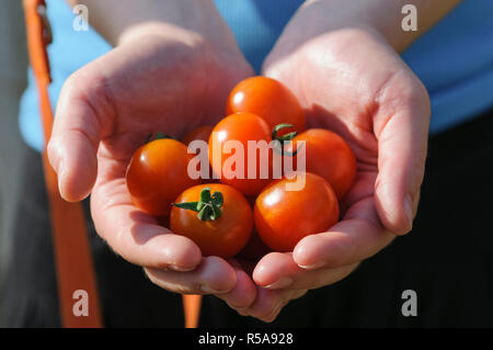 La récolte de tomates. Farmer's hands avec tomates fraîchement récolté Banque D'Images