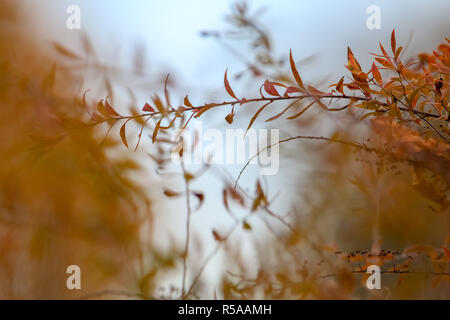 Automne fond avec bush branches. Bush avec feuilles multicolores en Lettonie. Banque D'Images