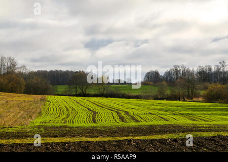 Paysage d'été avec prairie, bois et ciel nuageux ciel bleu. Paysage rural classique en Lettonie. Les champs traités et ciel bleu Banque D'Images