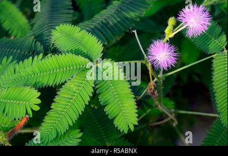 Les fleurs et les feuilles des plantes sensibles (Mimosa pudica), Brésil Banque D'Images