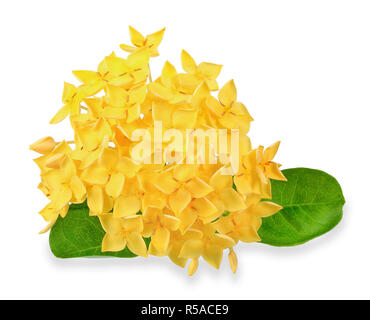 Ixora jaune flower isolated on white chemin de détourage. Banque D'Images