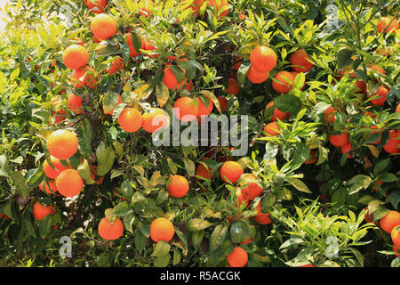 Les oranges accrochée à un arbre, l'oranger, Sicile, Italie Banque D'Images