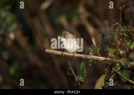 Blackcap ; Sylvia atricapilla Femme célibataire Cornwall, UK Banque D'Images