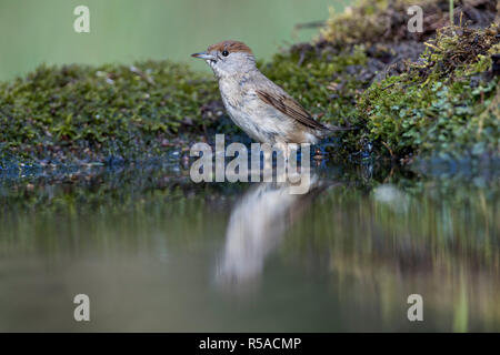 Blackcap ; Sylvia atricapilla Femme célibataire à Cornwall, UK L'eau Banque D'Images