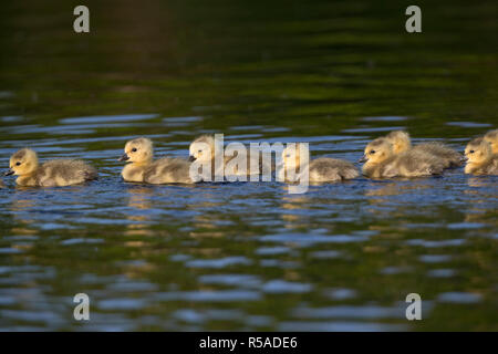 Bernache du Canada (Branta canadensis) ; Groupe ;  <1 L'oisons ; Cornwall UK Banque D'Images