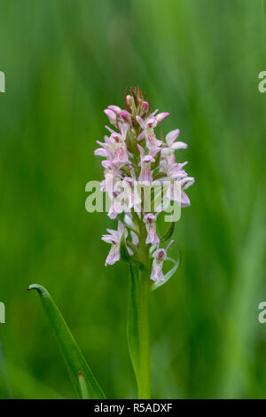 Début Marsh Orchid ; Dactylorhiza incarnata Cambridgeshire floraison ; UK Banque D'Images