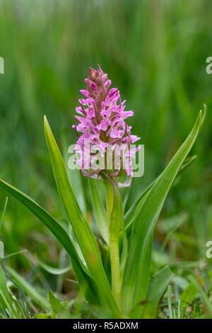 Début Marsh Orchid ; Dactylorhiza incarnata Cambridgeshire floraison ; UK Banque D'Images