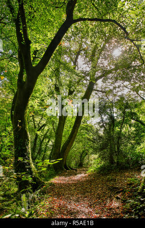 Malpas Woods; Truro; Cornwall; UK Banque D'Images