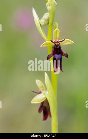 L'Orchidée Ophrys insectifera Fly ; floraison Cumbria UK ; Banque D'Images