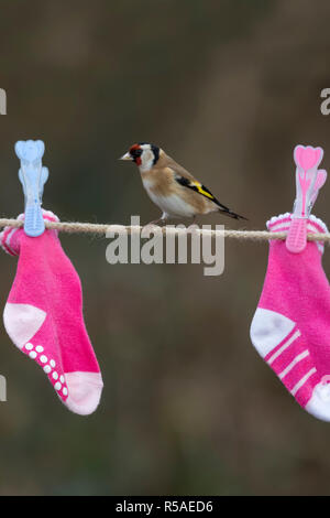 Carduelis carduelis Goldfinch ; seul ; sur l'étendoir à Cornwall, UK Banque D'Images