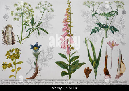 Image historique de diverses plantes toxiques : Cicuta, Conium maculatum, la digitale, Euphorbia, Pulsatilla, Colchicum, 1890 Banque D'Images