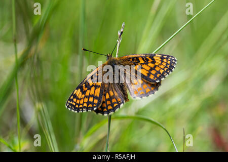Heath Fritillary Butterfly, Melitaea athalia Cornwall, UK Banque D'Images