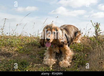 Chiot Cocker Anglais Montrer haletant Banque D'Images