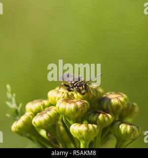 Vue avant du Wasp sur Fleur de Tansy Banque D'Images