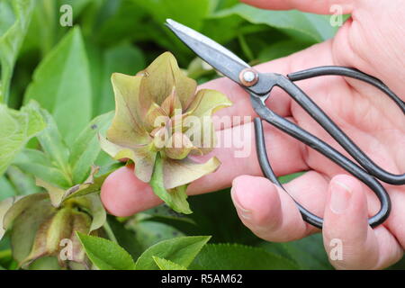 Helleborus hybridus. Contrôle de l'hellébore les coupelles de semences pour la maturité en vue de la récolte et la conservation des semences - printemps, UK Banque D'Images