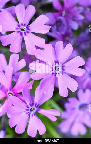 Phlox douglasii 'Boothman's variety' vivace à feuilles persistantes floraison au printemps, UK Banque D'Images