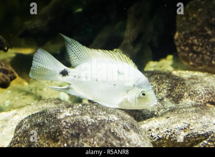 Cichlidés blanc juvénile en close up, un aquarium tropical animal à partir de la pente de l'Atlantique Banque D'Images