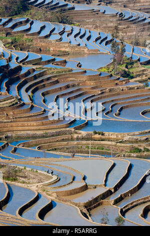 Terrasses de riz, Yuanyang County, Honghe, Province du Yunnan, Chine Banque D'Images