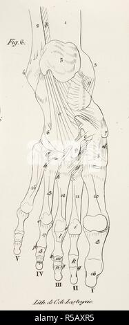 Dessin anatomique. Squelette. Les os. Pied. Planches anatomiques du corps humain executeÌes d'apreÌ€s les dimensions naturelles. Paris France 1826. Imprimer anatomiques du corps humain avec les dimensions naturelles. Squelette. Les os. Pied. ANTOMMARCHI, C. Francesco. Planches anatomiques du corps humain executeÌes d'apreÌ€s les dimensions naturelles, accompagneÌes dâ€™un texte explicatif ... PublieÌes par le cte de Lasteyrie. (Explication des planches anatomiques, etc.). Source : 1899.h.24 Tab.28 fig. 6 (B +W). Langue : Français. Banque D'Images