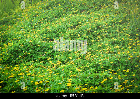 Singapour dailsy avec feuille verte sur la nature champ vert contexte / little yellow star flower Banque D'Images