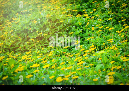 Singapour dailsy avec feuille verte sur la nature champ vert contexte / little yellow star flower Banque D'Images