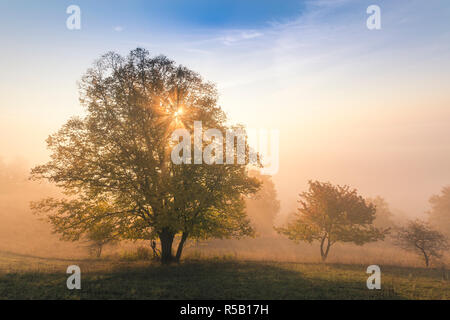 Lever du soleil à la Szinérváralja, brouillard, automne, Thuringe, Allemagne