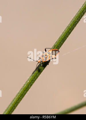 Un bug de cannelle (Corizus hyoscyami) autrement appelé un bug squash noir et rouge reposant sur une tige dans les Midlands, Royaume-Uni Banque D'Images