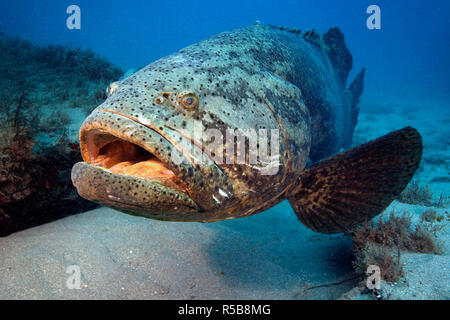 Judenfisch (Epinephelus itajara), Floride, USA | Jewfish Itajara, le mérou, le mérou géant Goliath ou le bar (Epinephelus itajara), Florida, USA Banque D'Images