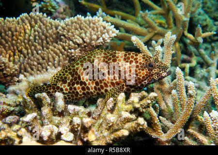 Le mérou, Snubnose Subnose rock cod ou grand-spotted bocasse, (Epinephelus macrospilos), portant sur les coraux, North-Male Atoll, Maldives Banque D'Images