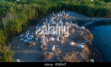 Les pélicans dalmates (Pelecanus crispus) dans le Delta du Danube Roumanie Banque D'Images