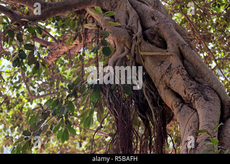 Tige d'arbre de banian ou Ficus benghalensis fermer Banque D'Images