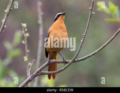 White-browed Robin-chat (Cossypha heuglini) Banque D'Images