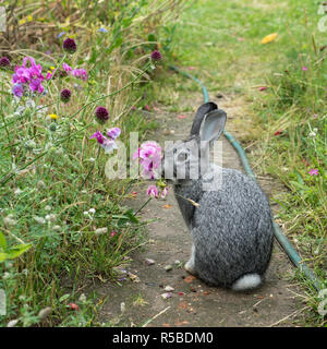 Un lapin gris se trouve dans un jardin Banque D'Images