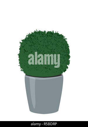 Fraisage sphérique décoratif plante buis en pot. Arbre en pot topiaire isolé sur fond blanc. Plante d'icône, vector illustration Banque D'Images