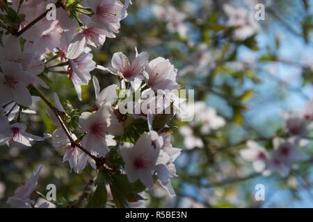 Un petit bouquet de fleur de cerisier sur un fond de fleurs plus vert frais, feuilles et ciel bleu Banque D'Images