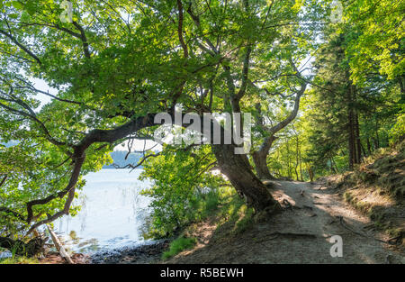 Lake District (Søhøjlandet danois). Sentier le long de la rive du lac Almind (Almind Sø), Silkeborg, Jutland, Danemark Banque D'Images