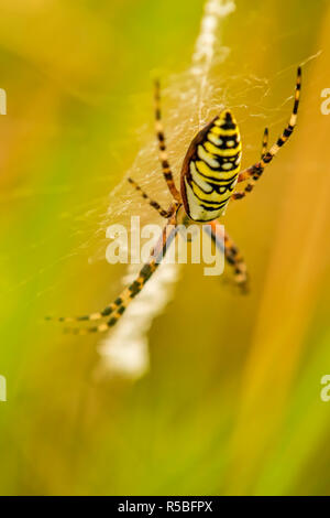 Spider argiope bruennichii,zebra Banque D'Images