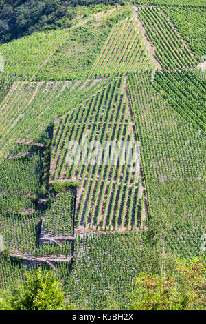 Bernkastel-kues, Allemagne. Vignobles à flanc de colline au-dessus de la ville. Banque D'Images