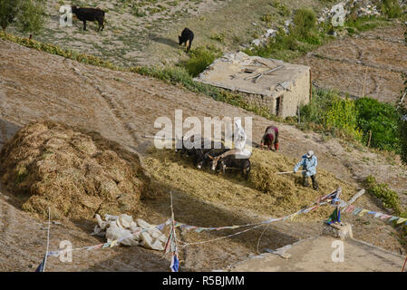 La récolte d'orge à Hinju village, Ladakh, Inde Banque D'Images