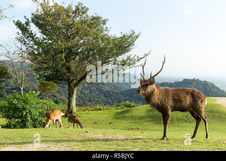 Lovely deer sur mountain Banque D'Images